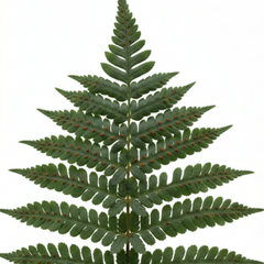 Evergreen Polypodium Vulgare Hardy Fern Plants for Shade Garden, Live Perennial, 11cm Root Ball