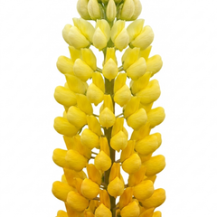 Set of 3 or 6 Yellow Lupin Perennial Plants, Hardy Cottage Garden Ready, Summer Flowering, 1 Litre Root Ball