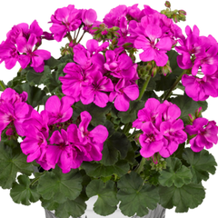 Pelargonium Toscana Dolce Vita Evi Blue, Ready to Plant