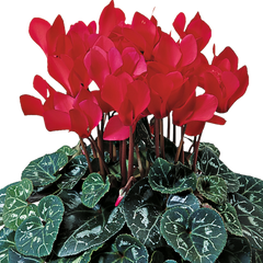 Cyclamen Flame Scarlet | 3 or 6 1L Pots