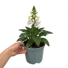 1 Large Plant - Digitalis Dalmatian White, Ready to Plant in Your Garden, 2L Pot
