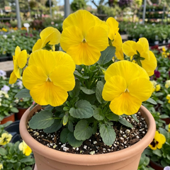 Pansy Delta Pro Clear Yellow Plants, Frost Hardy Winter & Spring Flowering, 3Ltr Root-Ball