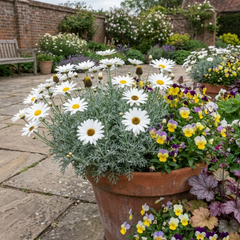 Set of 3 or 6 Rhodanthemum ‘Casablanca’ Hardy Perennial Moroccan Daisy Plants, White Flowering, Outdoor Garden Ready, 1 Litre Root-Ball