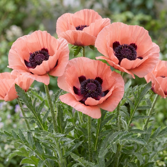 Papaver Orientale Victoria Louise Hardy Perennial Poppy Plants, Outdoor Garden Ready, 1 Litre Root-Ball