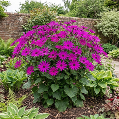Senetti Magenta Pericallis Daisy Plant, Summer Flowering, Outdoor Garden Ready, 6.5 Litre Root-Ball