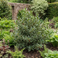 Ilex Argentea Marginata Silver Variegated Holly Plant, Hardy Evergreen Shrub, Litre Root Ball