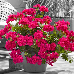Geranium Sunflair Joscina Hot Pink | 3 or 6 1L Pots