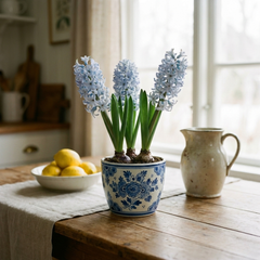 Light Blue Hyacinth | 3 x 1 Litre Pots (9 Flowering Bulbs)
