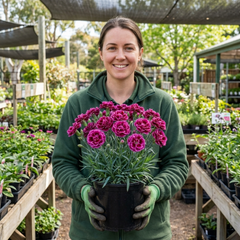1 Cottage Pink Dianthus Sugar Plum Plant, Fragrant Hardy Perennial, Summer Flowering, 5L Root Ball