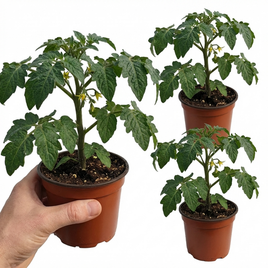 Set of 3 or 6 Large Plants - Tomato Supersteak Variety, Ready to Plant in Your Garden