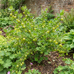 Green Gooseberry Bush, Hardy Self Fertile Fruit Plant, Outdoor Garden Ready, 5 Litre Root Ball