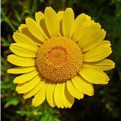 Argyranthemum Madeira Yellow | 3 or 6 1L Pots