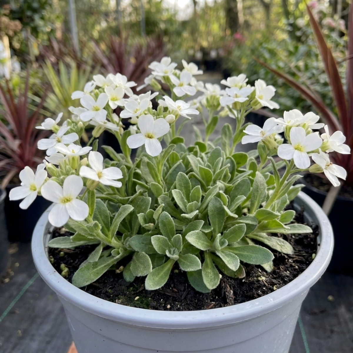Arabis Aubris White Rockcress Plant, Hardy Alpine Perennial Ground Cover, 2L Root Ball