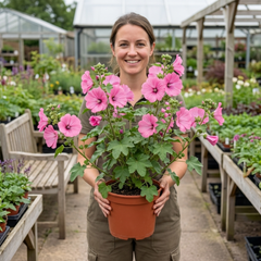 Lavatera Bredon Springs Tree Mallow, Hardy Pink Flowering Perennial Garden Shrub, 2L Root Ball