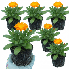 Calendula ‘Fiesta Orange’, Ready to Plant