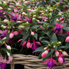 Fuchsia Bella Mariska | 3 or 6 1L Pots