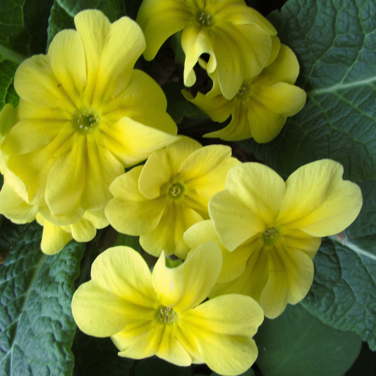 Primrose Yellow | 3 or 6 1L Pots