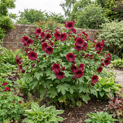 Lavatera Burgundy Wine Tree Mallow, Hardy Perennial Flowering Shrub for Cottage Garden, 2L Root-Ball