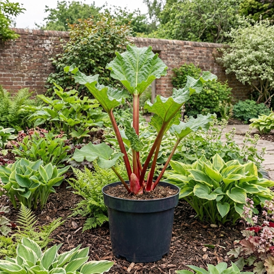 1 Rhubarb Timperley Early Plant, Hardy Perennial Fruit for Garden, Grow Your Own, 2Ltr Root Ball