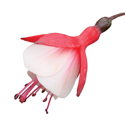 Fuchsia Diva Cherry and White