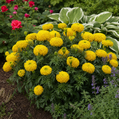 1 Large Plant - Marigold African Taishan Yellow, Outdoor Garden Ready, 2L Pot