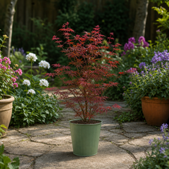 3 Litre Red Acer Tree, Japanese Maple Plant, Nursery Pots