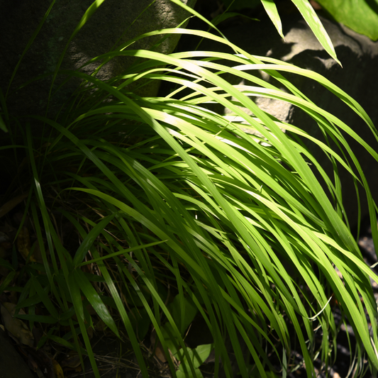 Carex Everillo