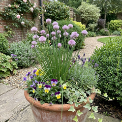 Fresh Chive Herb Plants, Hardy Perennial Live Herbs for Kitchen Garden, 1 Litre Root Ball