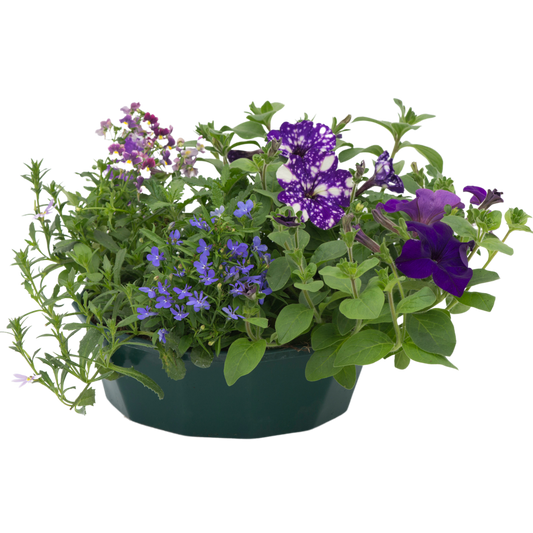 7 Colour Coordinated Plants - Sea Blues Theme Speedplanter, Garden Ready