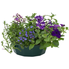 7 Colour Coordinated Plants - Sea Blues Theme Speedplanter, Garden Ready