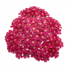 Set of 3 or 6 Achillea Millefolium Cerise Queen Plants, Hardy Pink Yarrow, Summer Flowering Perennial, Outdoor Garden Ready, 1 Litre / 11cm Root-Ball