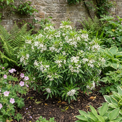 Choisya Greenfingers Shrub, Hardy Evergreen Mexican Orange Blossom Plant, 19cm 3L Root-Ball