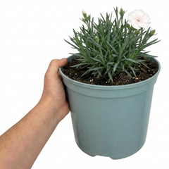 1 Fragrant Cottage Pink Dianthus Memories, Hardy Perennial Summer Flowering Garden Plant, 5L Root Ball