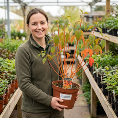 Cornus Anny's Winter Orange Plant, Hardy Dogwood Shrub for Winter Interest, Litre Root Ball