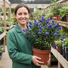 Ceanothus Puget Blue Plant | California Lilac Hardy Evergreen Blue Flowering Shrub, 3L Root-Ball
