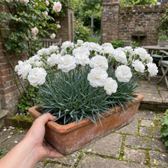 1 Fragrant Cottage Pink Dianthus Memories, Hardy Perennial Summer Flowering Garden Plant, 5L Root Ball