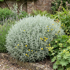 Santolina Chamaecyparissus Cotton Lavender Plant, Drought Tolerant Hardy Evergreen Shrub, 2L Root-Ball