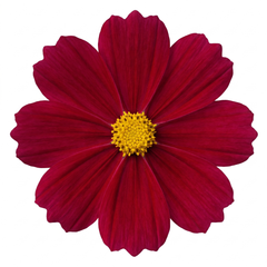 Set of 3 or 6 Large Plants - Cosmos Apollo Carmine, Ready to Plant in Your Garden, Peat-Free