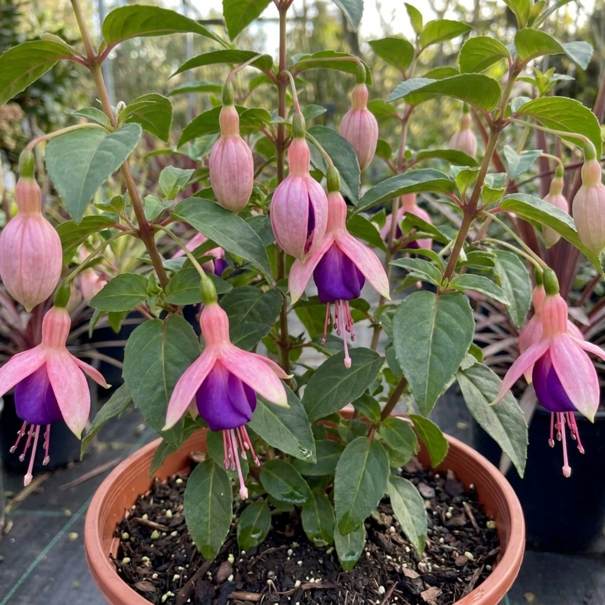 1 Large Plant - Upright Fuchsia Fuchsita Blush & Violet, Outdoor Garden Ready