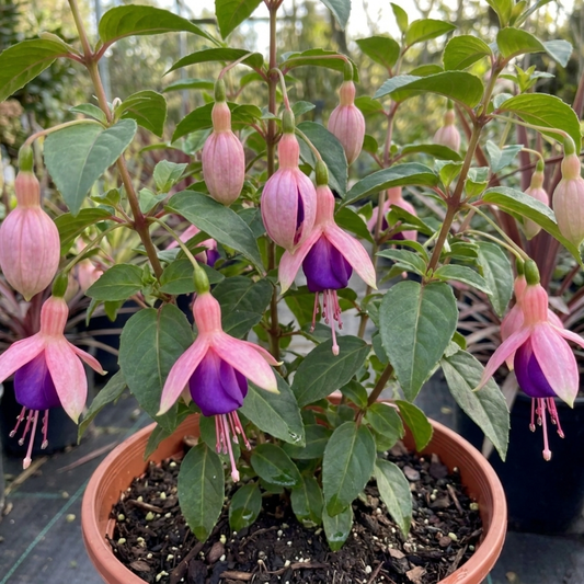 1 Large Plant - Upright Fuchsia Fuchsita Blush & Violet, Outdoor Garden Ready