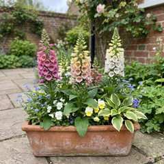 3 Large Plants - Foxglove Foxy Mix, Ready to Plant in Your Garden, 1L Rootballs