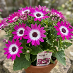 Senetti Pink Bicolour, Outdoor Garden Ready, 2L Pot