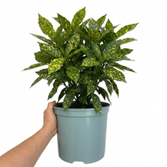1 Large Plant - Aucuba Golden King, Ready to Plant in Your Garden, 7.5L Pot