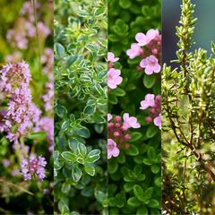 Thyme Growers Choice Mix | 3 or 6 1L Pots