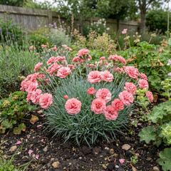 1 Cottage Pinks Dianthus Sugar Coral, Fragrant Hardy Summer Flowering Perennial Garden Plant, 17cm Root-Ball
