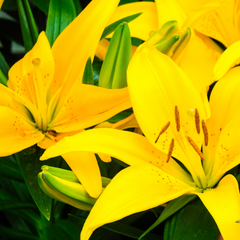 Asiatic Lily Yellow | 3 or 6 1L Pots