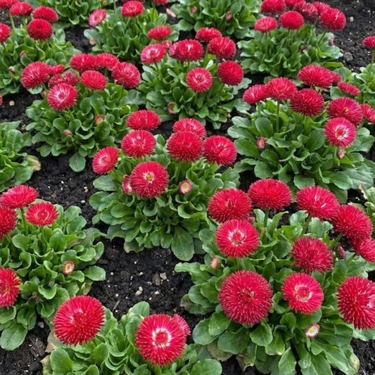 Bellis Habanera Red | 3 or 6 1L Pots