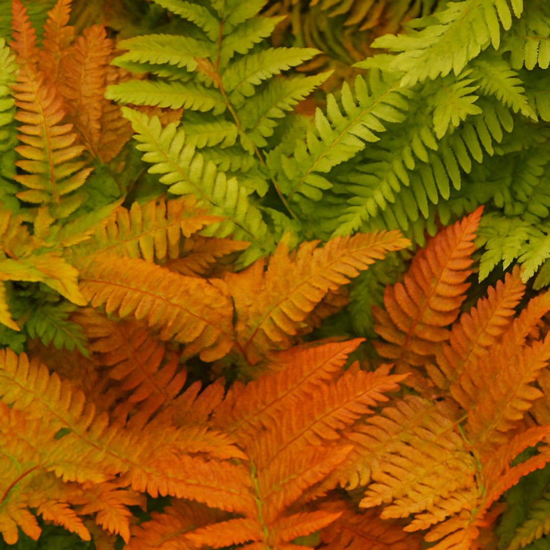 Copper Shield Fern Dryopteris Erythrosora | 2L Pot
