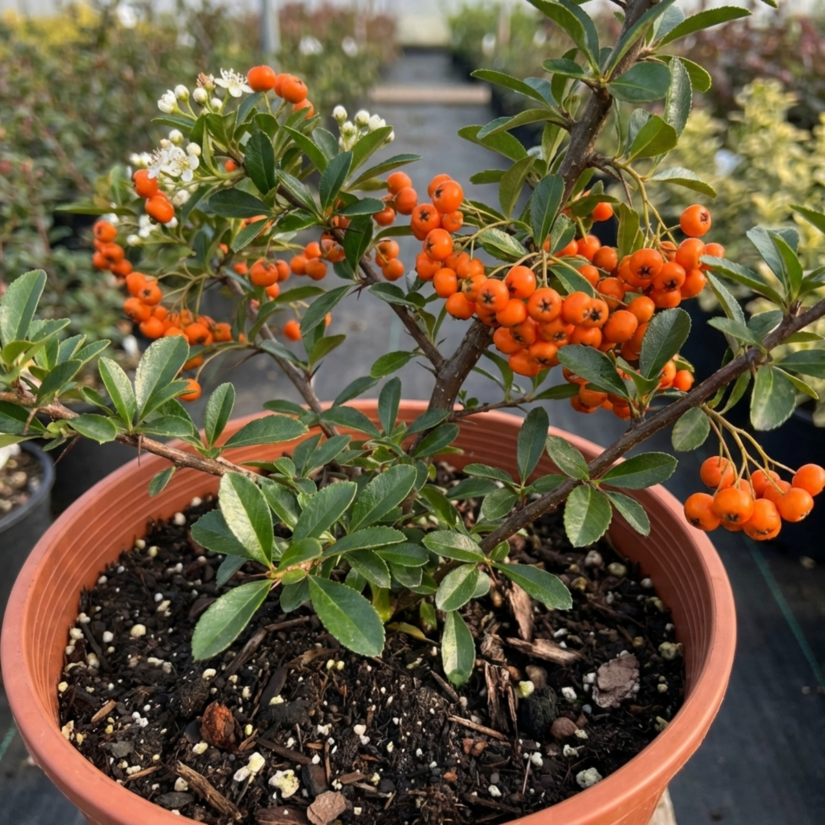 Pyracantha Saphyr Orange Firethorn Plant, Evergreen Hardy Hedge Climbing Shrub, 2 Litre Root Ball