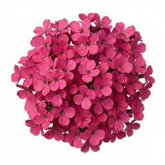 Arabis Aubris Deep Rose, Ready to Plant in Your Garden, 1L